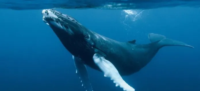 Día de los Océanos: Población de ballenas azul ha disminuido 36% en el sur de Chile