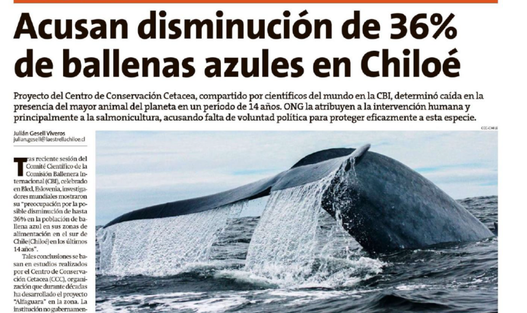 Diarios del sur de Chile publican informe sobre disminución de un 36% de ballenas azules en Chiloé