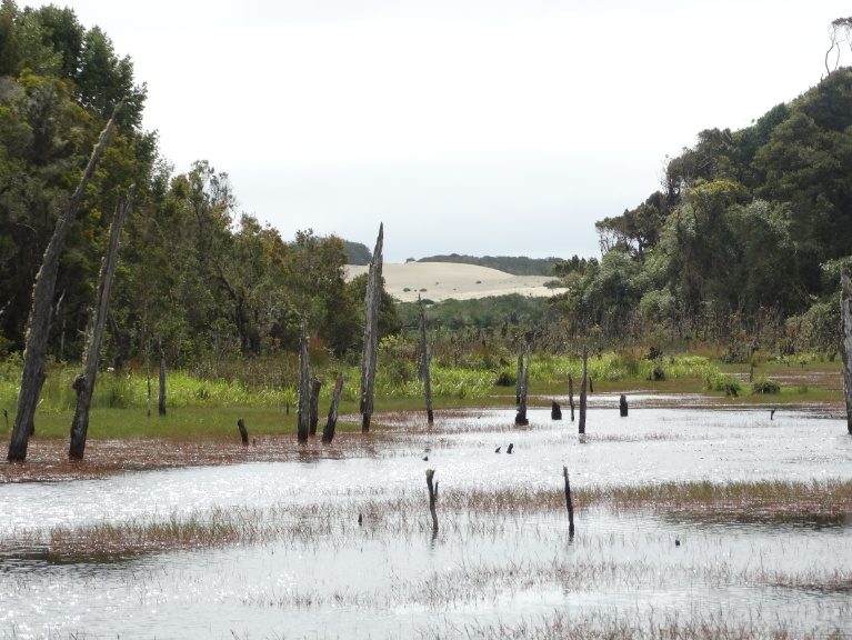 Realizan inédito estudio sobre la historia ambiental de la cuenca de un río de Chiloé