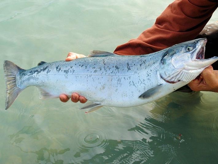 Analizan fauna enteroparásitaria del salmón Chinook, una especie introducida en aguas continentales del sur de Chile