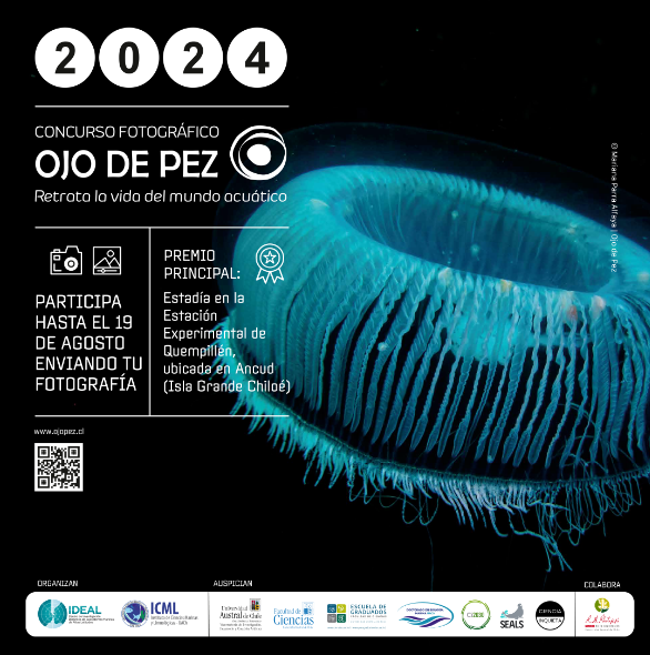 Nueva versión del concurso “Ojo de pez” invita a fotografiar el mundo acuático