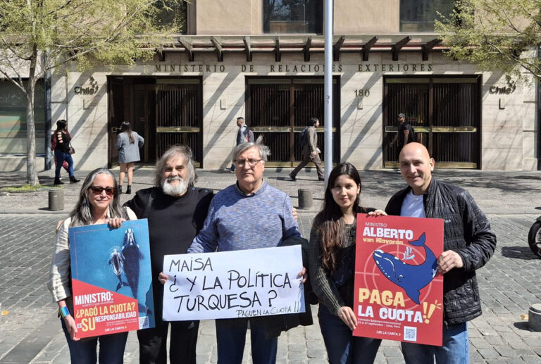 Más de 65 organizaciones de 16 países llaman a Chile a saldar de inmediato la deuda con la Comisión Ballenera Internacional