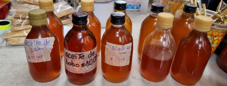 Venta ilegal de aceite de lobo marino: La punta del iceberg de la existencia de matanzas clandestinas de es mamífero en aguas chilenas