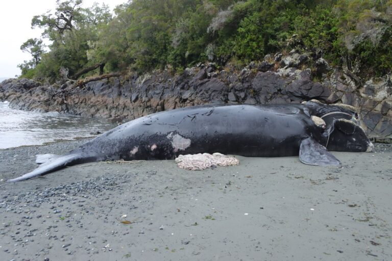 Ecocida industria salmonera y su récord de muertes de ballenas en Parques y Reservas Nacionales en la Patagonia