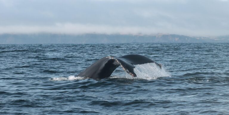 Día Mundial de las ballenas: Unir fuerza ciudadana para la protección de los cetáceos y sus ecosistemas en el sur del mundo